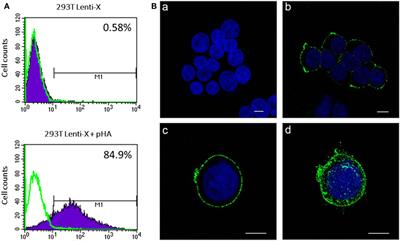 Integrase Defective Lentiviral Vector as a Vaccine Platform for Delivering Influenza Antigens